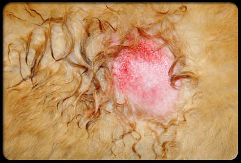 Skin Problems In Dogs And Diet