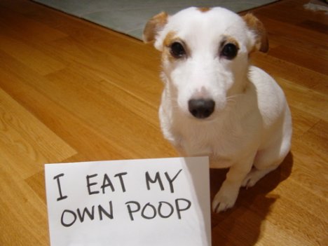 dog-eating-poop.jpg