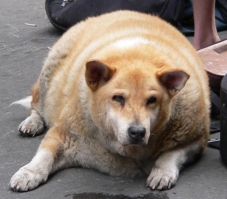 fat cat dog