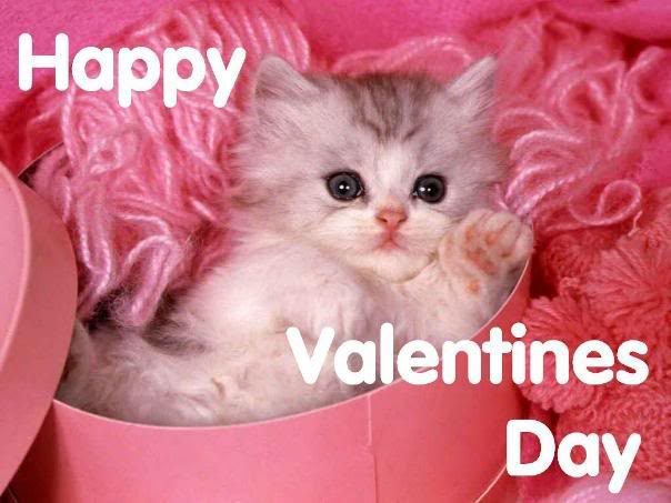Image result for valentines day cat