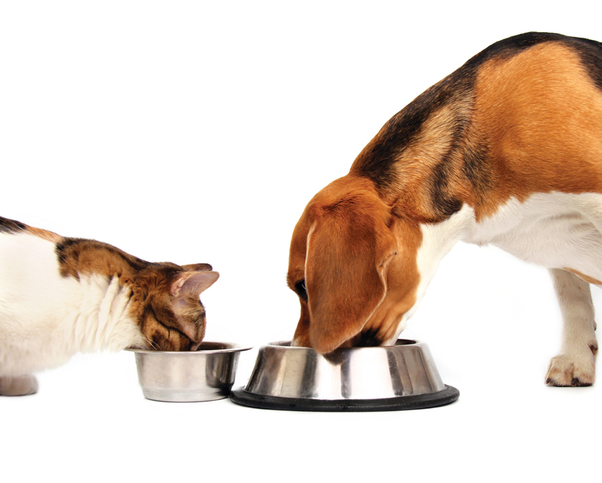 How To Calculate How Much Food to Feed your Dog or Cat