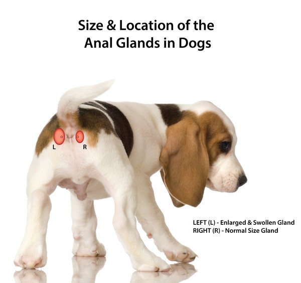 How To Express Your Dog's Anal Glands At Home Veterinary Secrets Blog