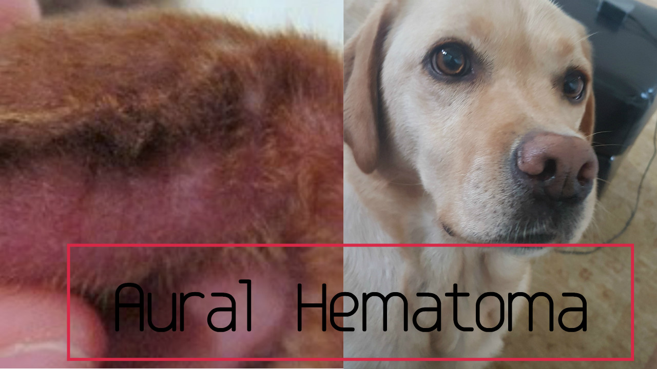Aural Hematoma in Dogs Veterinary Secrets Blog with Dr. Andrew Jones, DVM