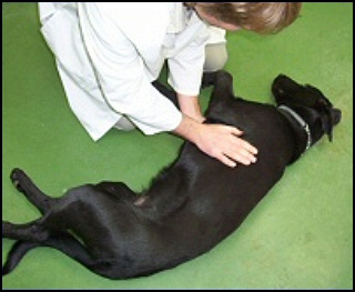 CPR for your dog - Heart Compressions