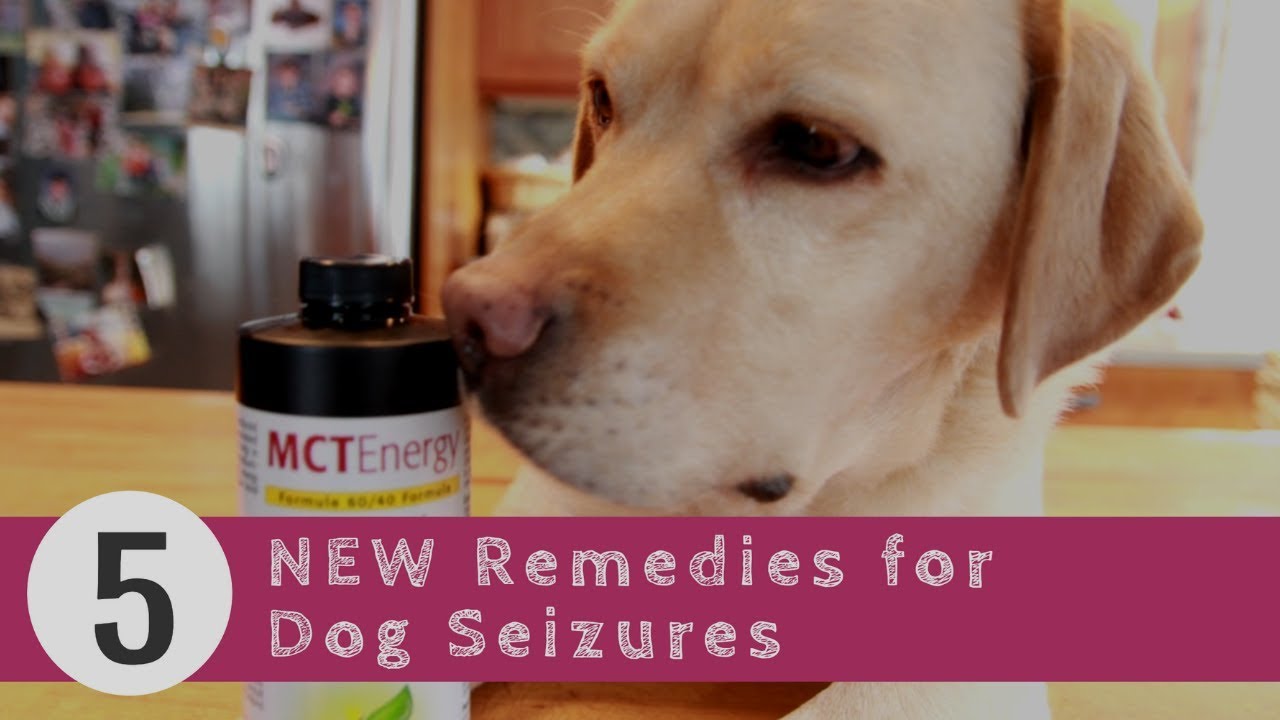 Dog Seizures 5 New Remedies Veterinary Secrets Blog with Dr. Andrew