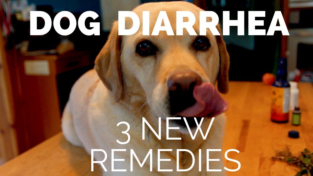 what to give dog with diarrhea