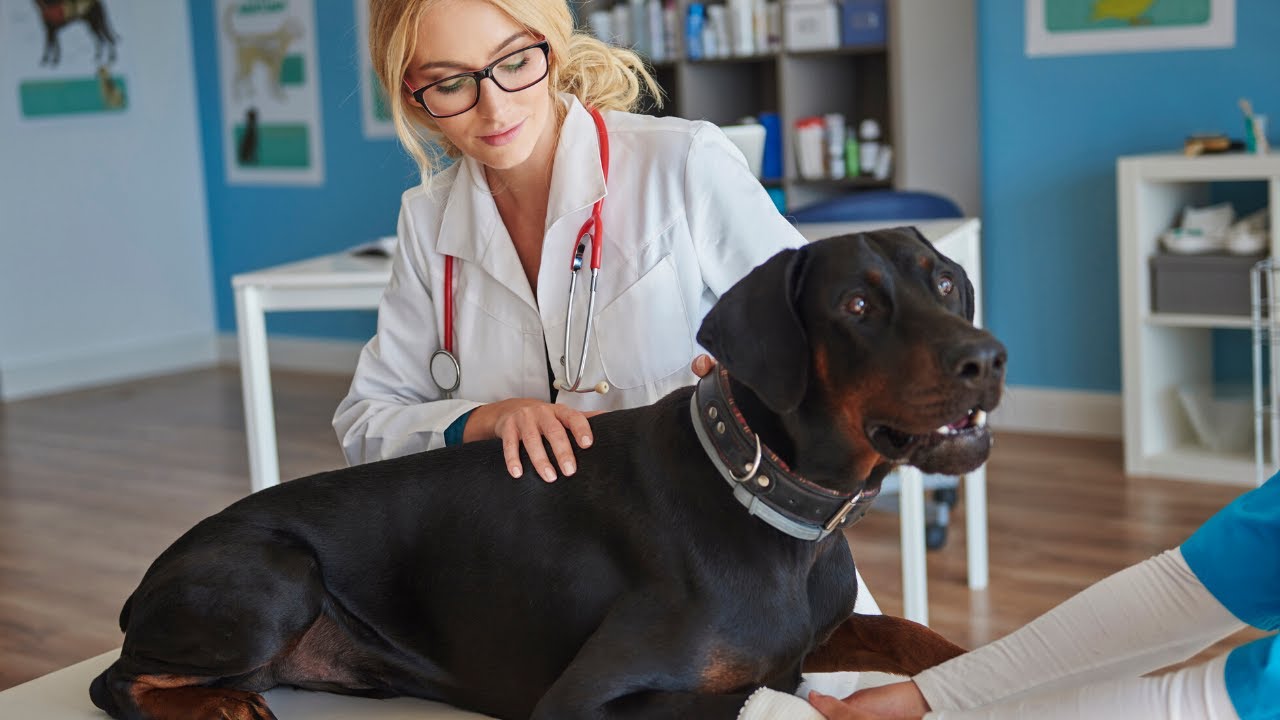 Dog Limping on Front Leg Veterinary Secrets Blog with Dr