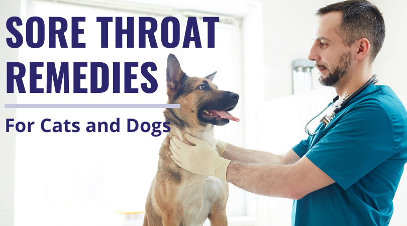 Sore Throat Remedies for Cats and Dogs