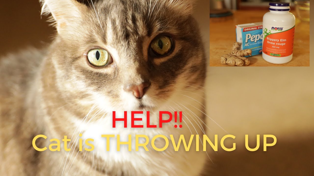 Cat Throwing Up? 3 Fast Acting Home Remedies Veterinary Secrets Blog