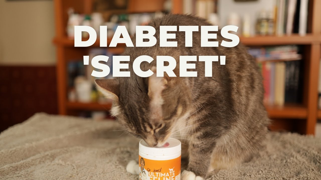 Diabetes In Cats Best Home Remedies Veterinary Secrets Blog with Dr
