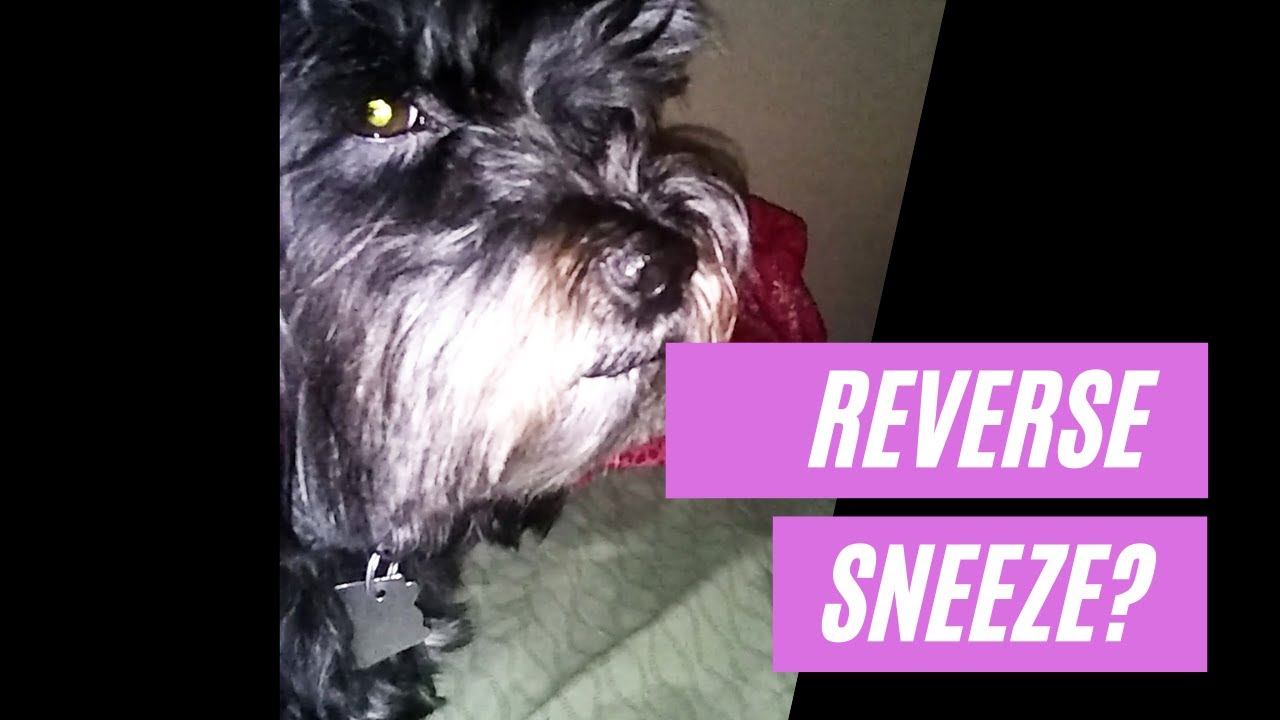 Reverse Sneezing In Dogs Veterinary Secrets Blog with Dr. Andrew