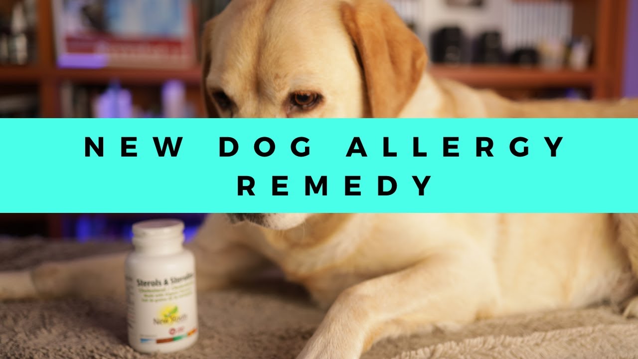 Dog Allergy NEW Home Remedy Veterinary Secrets Blog