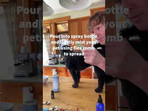 Best Natural Flea and Tick Spray Recipe