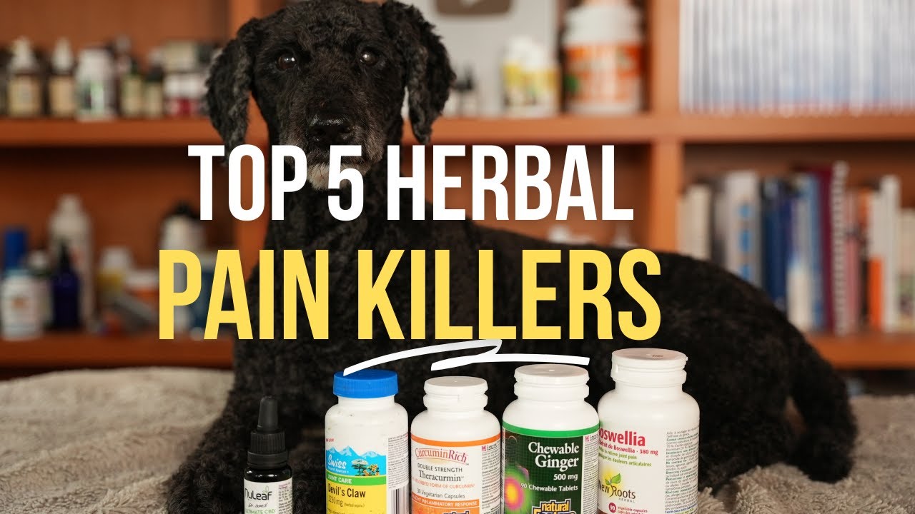 Top 5 Herbal Painkillers for Dogs